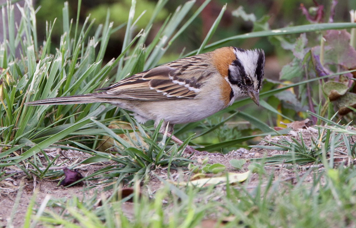 Chingolo Común - ML645918430