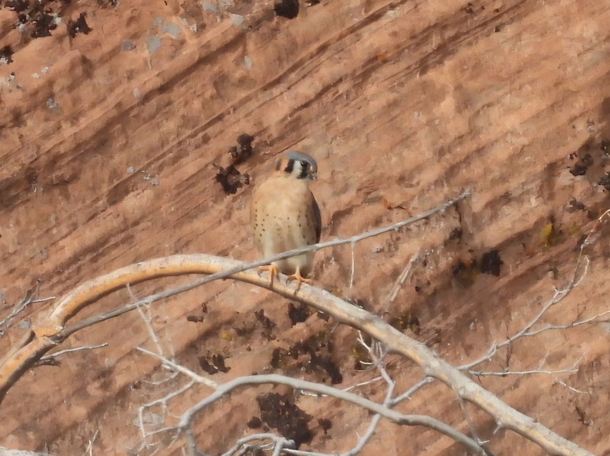 Cernícalo Americano - ML645918431