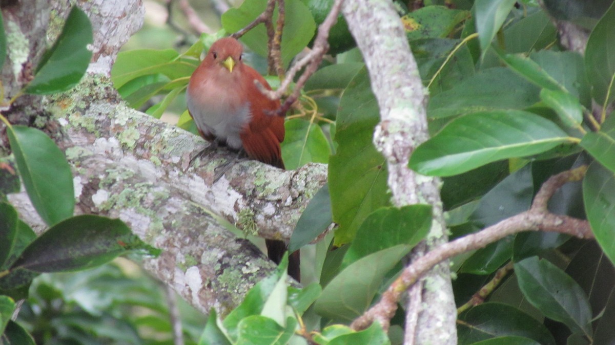 Cuco Ardilla Común - ML645918432