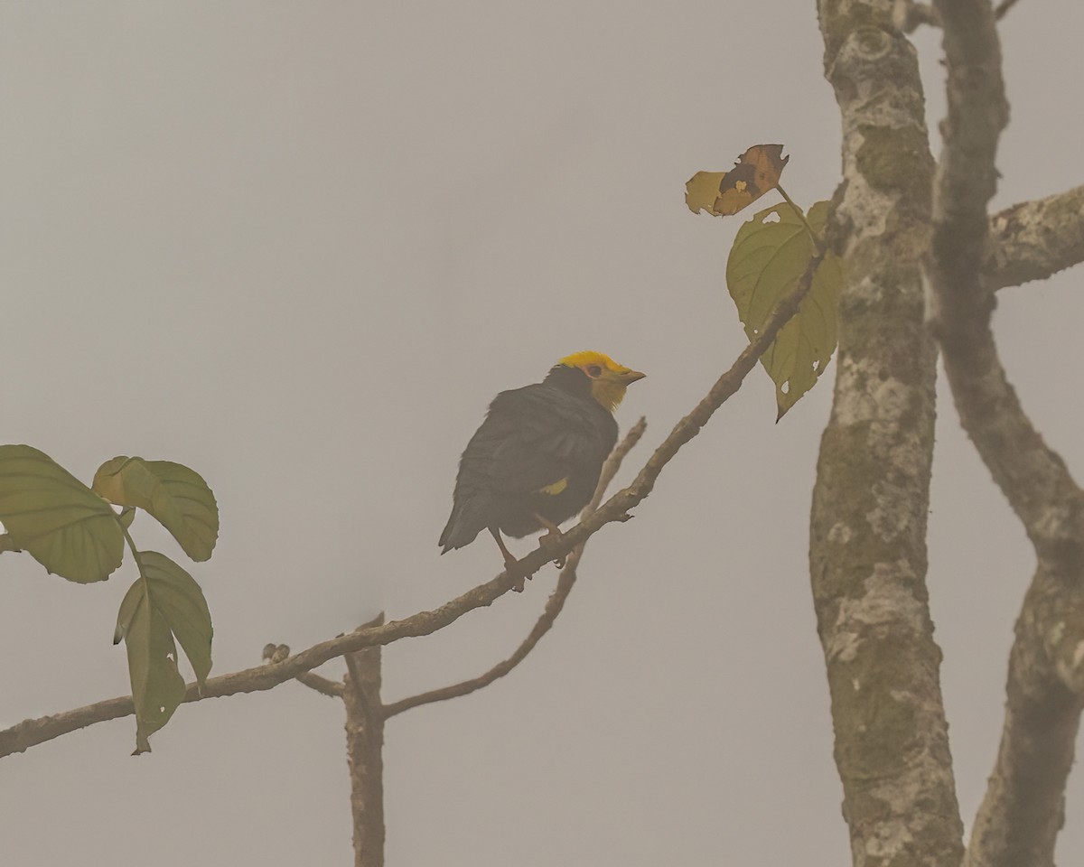 Miná Coronado - ML645918433