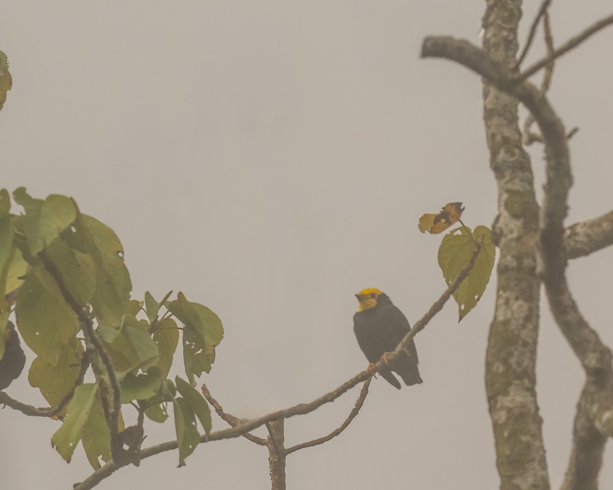 Miná Coronado - ML645918434