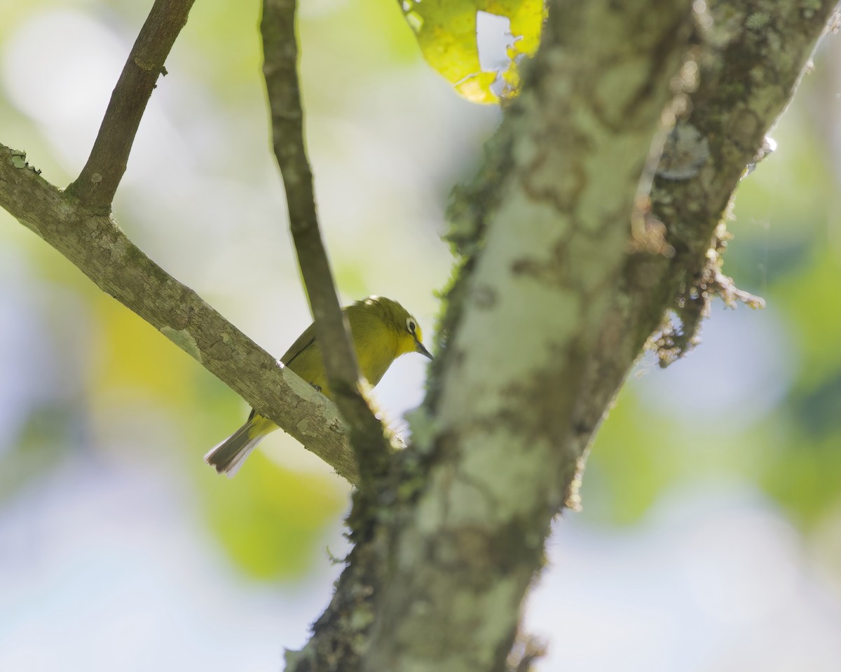 Anteojitos Senegalés - ML645918435