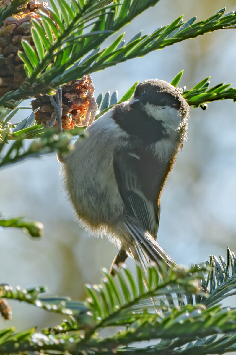 Chestnut-backed Chickadee - ML645918436