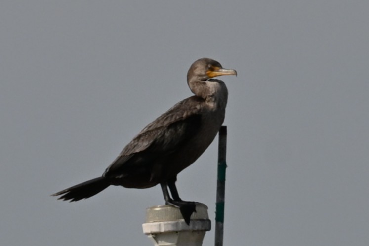 Cormorán Orejudo - ML645918437