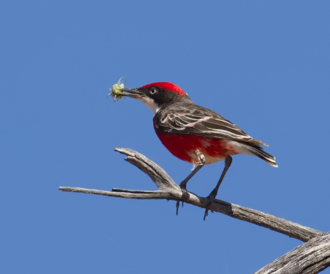 Crimson Chat - ML645918438