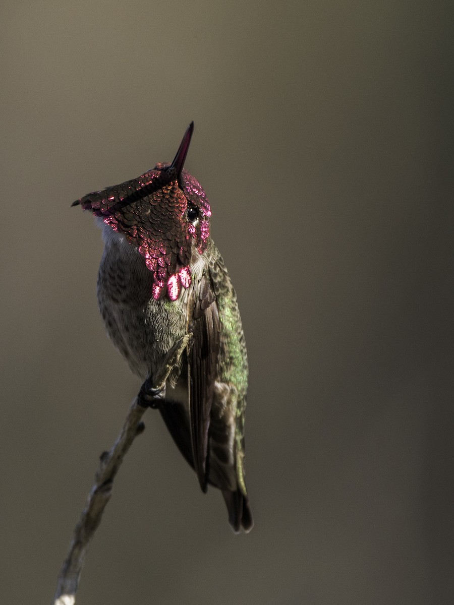 Anna's Hummingbird - ML645918439