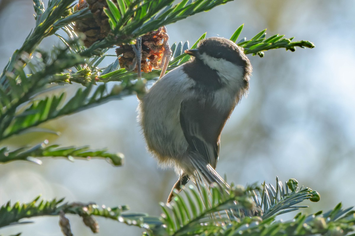 Chestnut-backed Chickadee - ML645918440