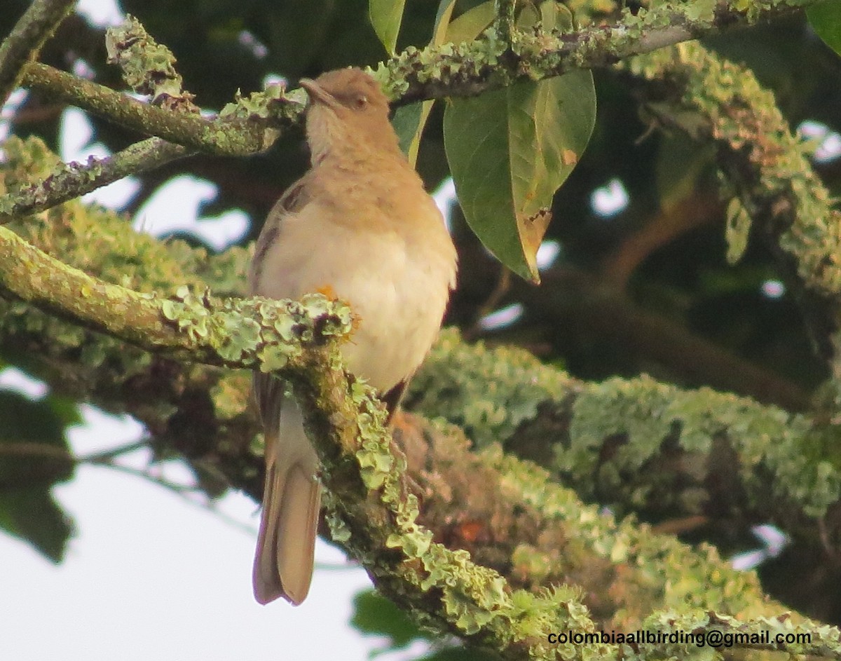 Black-billed Thrush - ML645918443