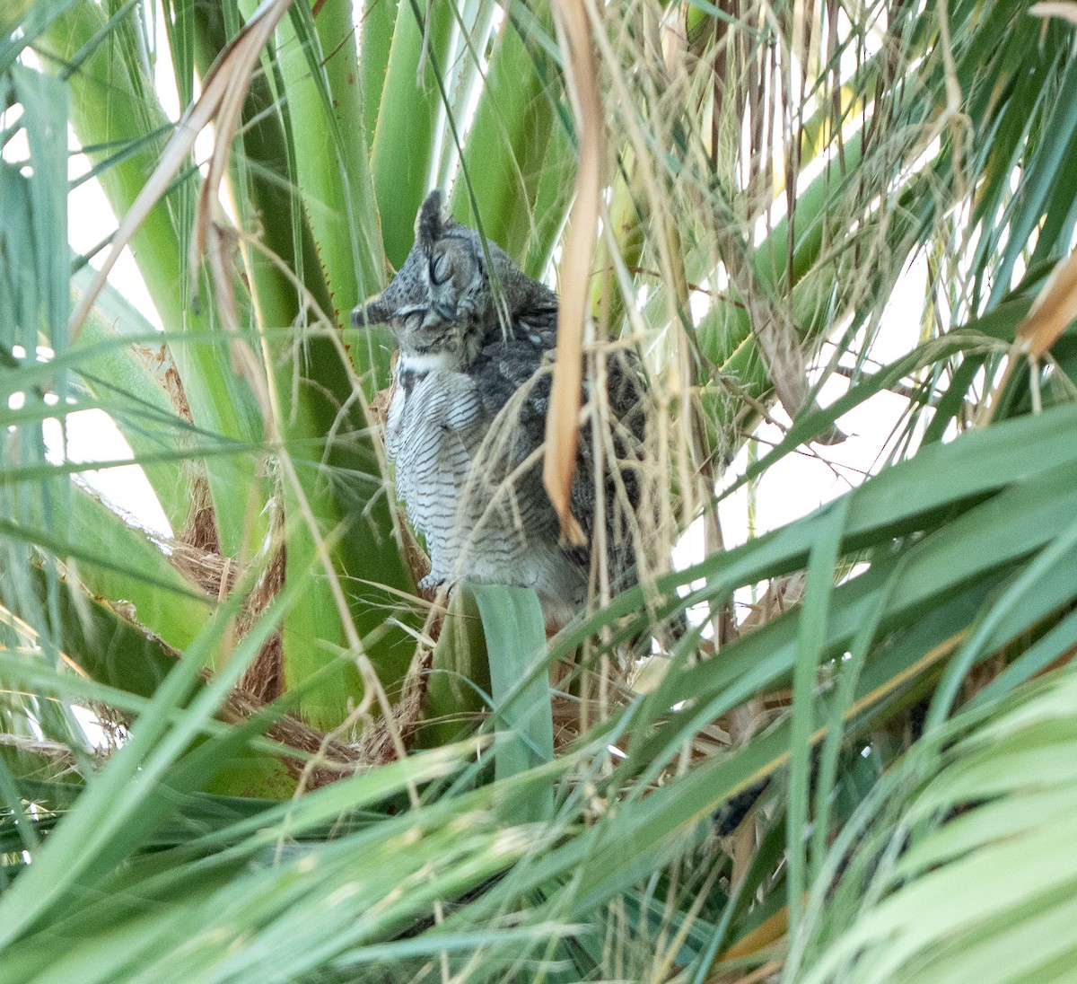 Great Horned Owl - ML645918446