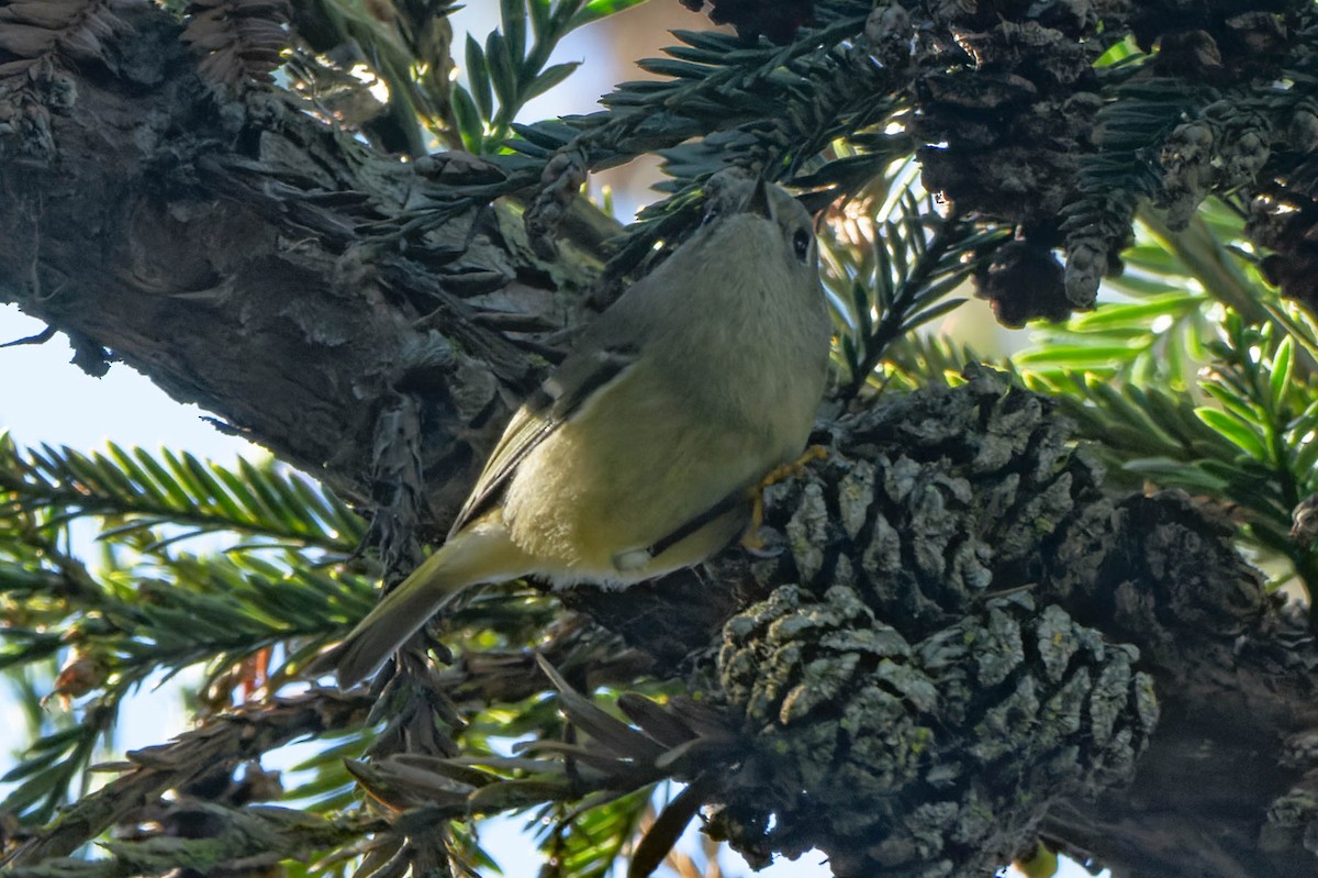 Ruby-crowned Kinglet - ML645918447