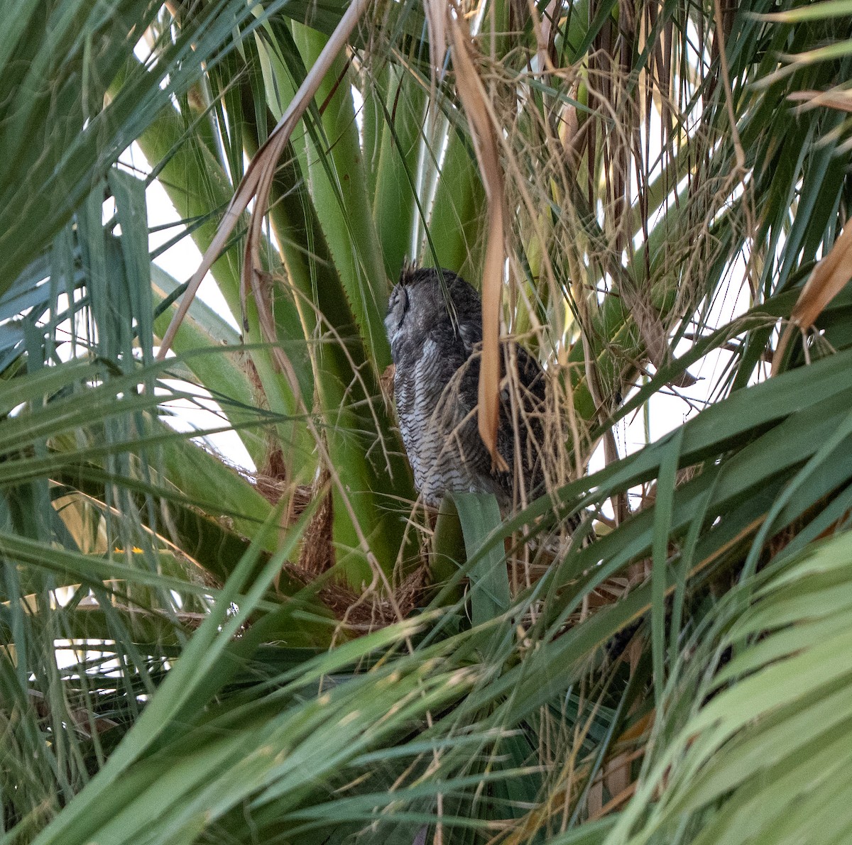 Great Horned Owl - ML645918448