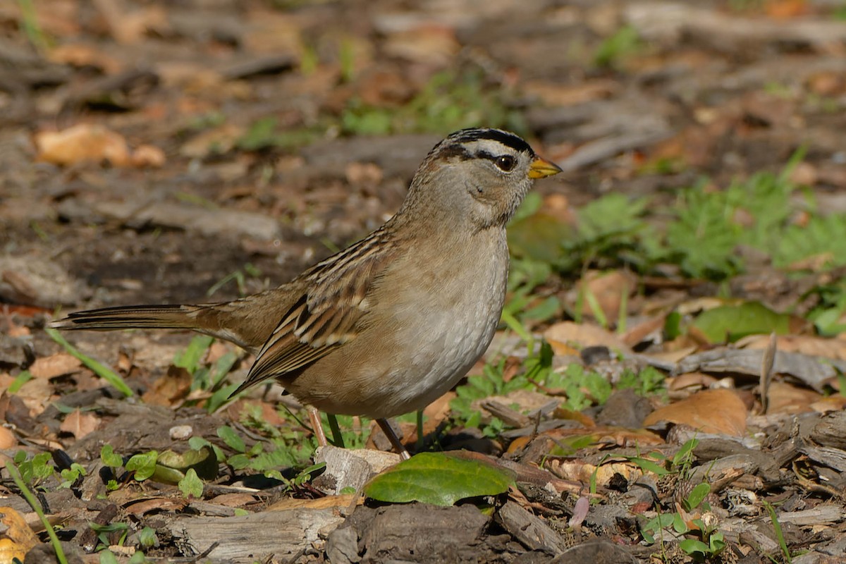 White-crowned Sparrow - ML645918450