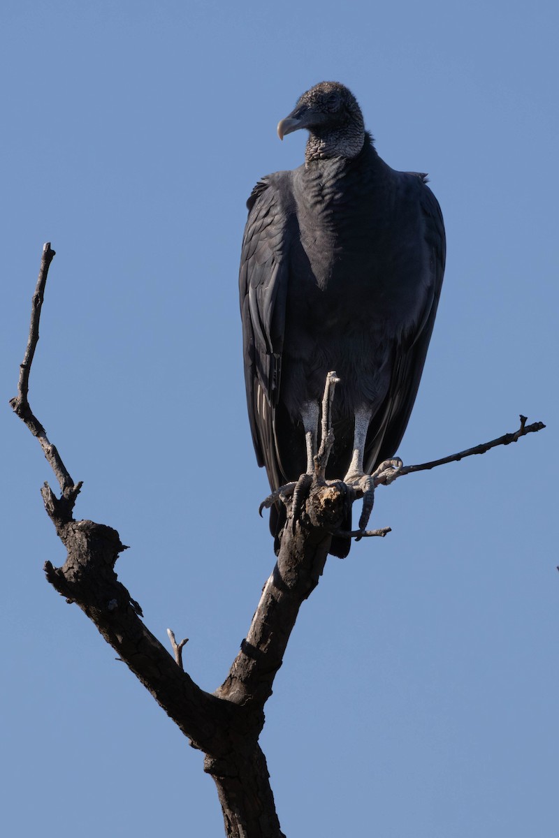 Катарта чорна - ML645918452