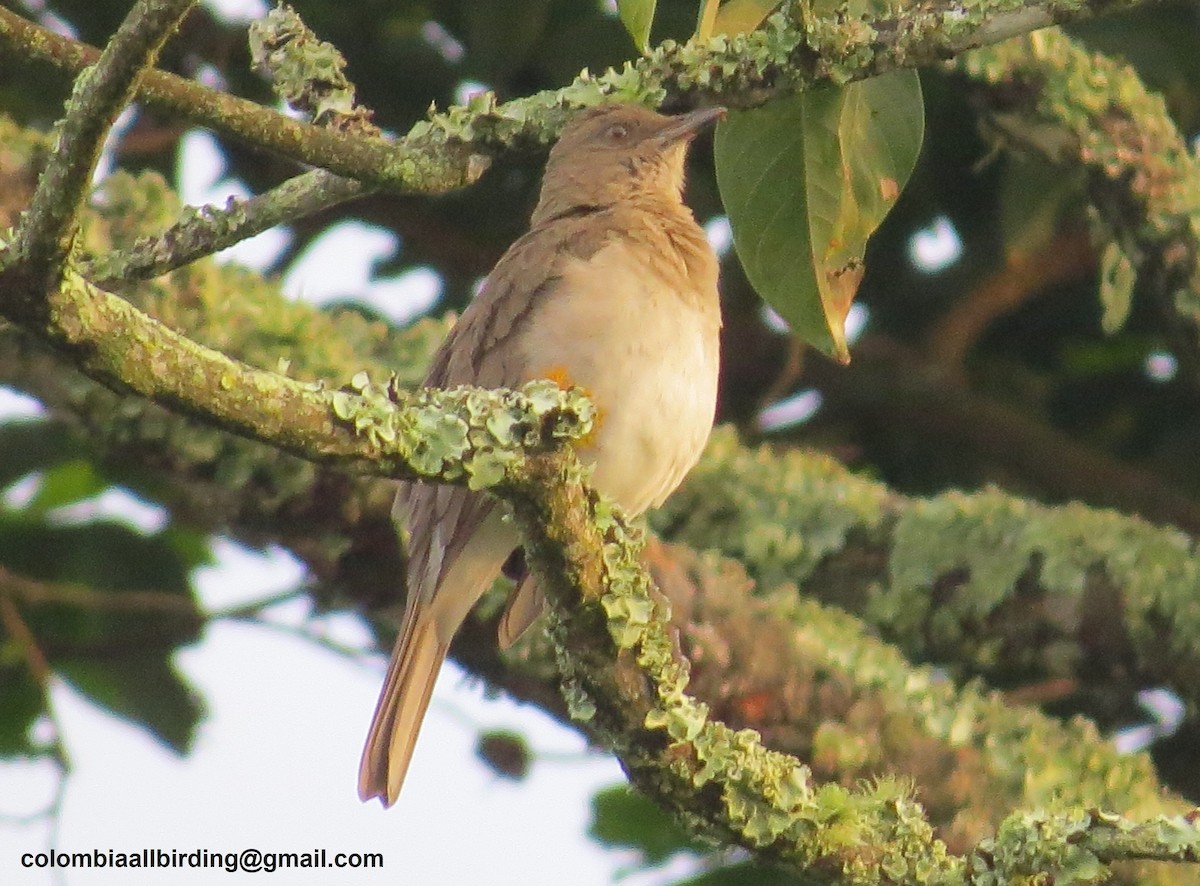 Black-billed Thrush - ML645918456