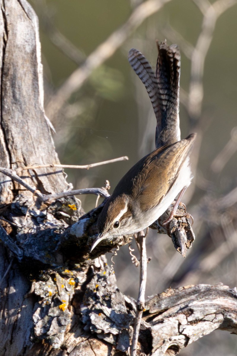 Bewick's Wren - ML645918457