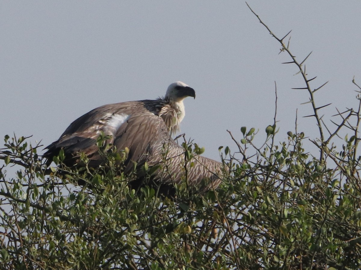 Ak Sırtlı Akbaba - ML645918458