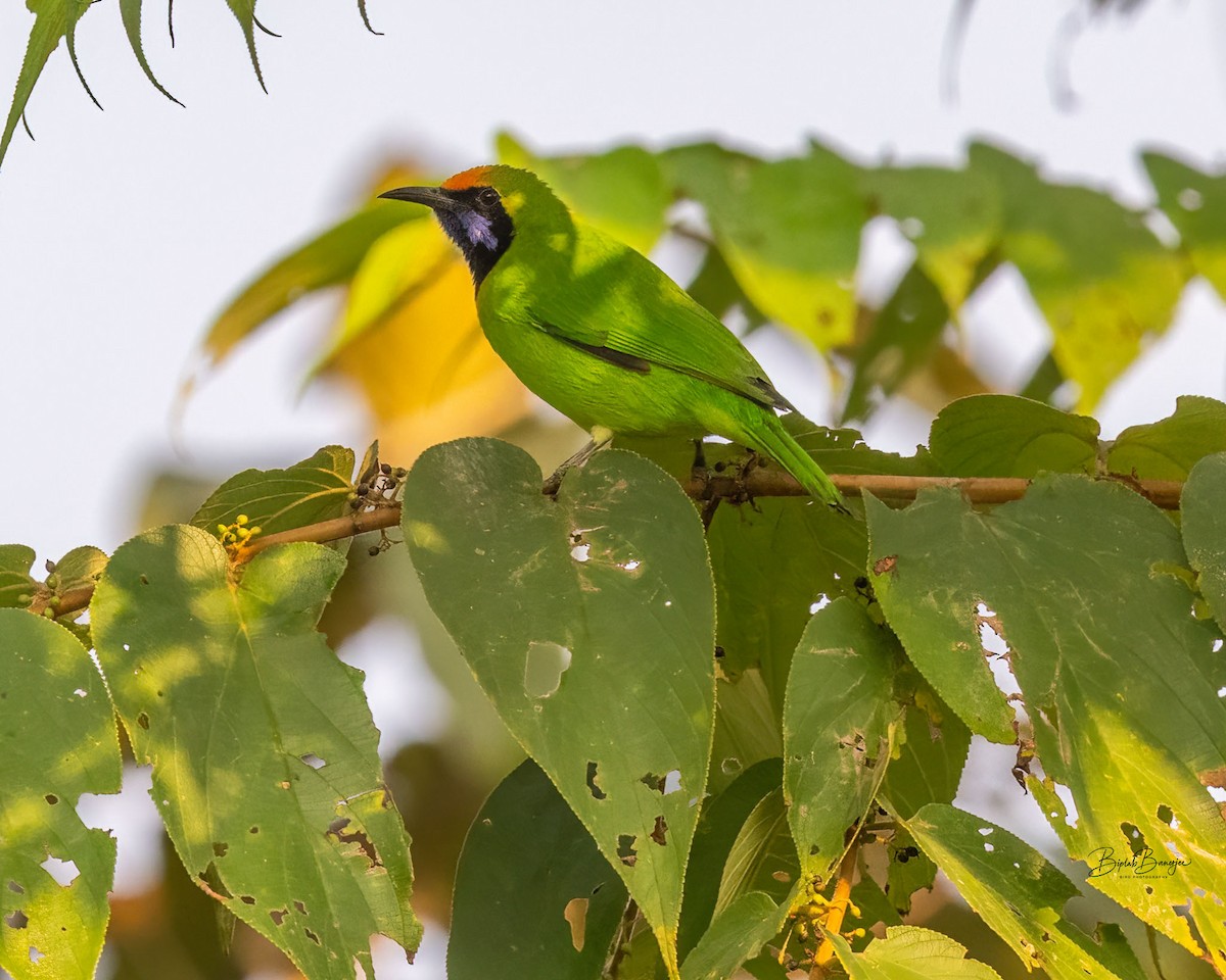 Golden-fronted Leafbird - ML645918459