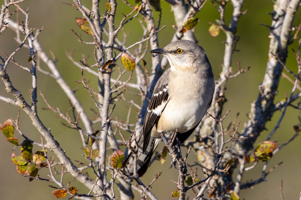 Northern Mockingbird - ML645918460