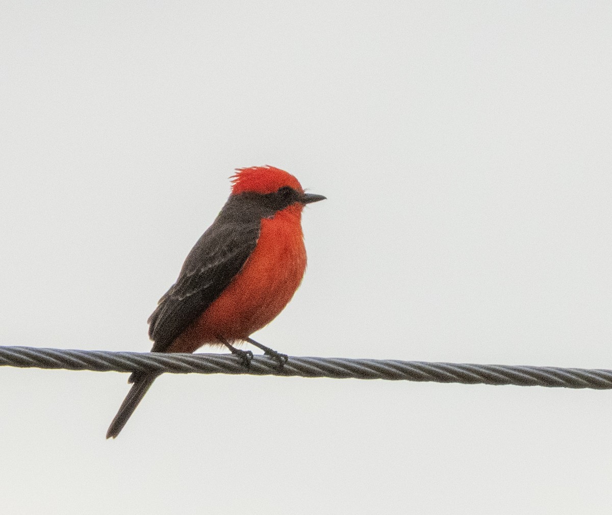 Vermilion Flycatcher - ML645918461