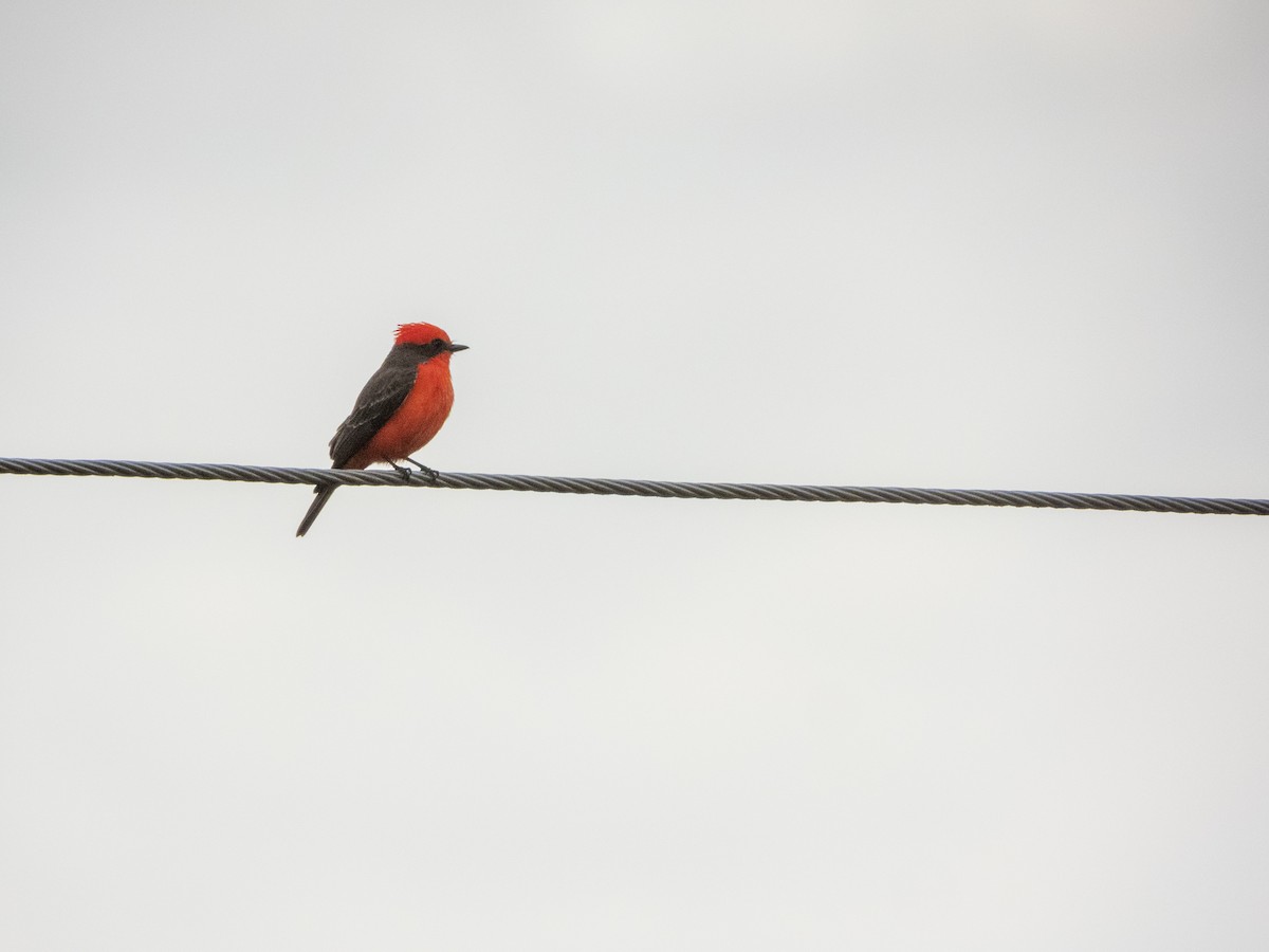 Vermilion Flycatcher - ML645918462