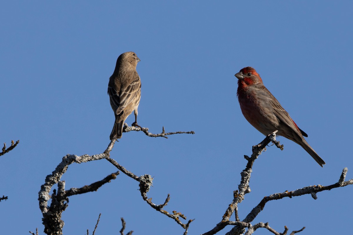 House Finch - ML645918464