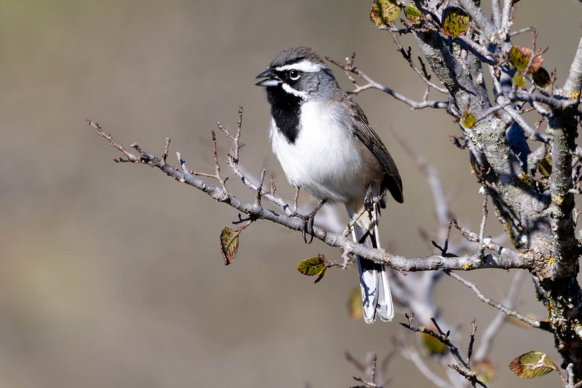 Black-throated Sparrow - ML645918468