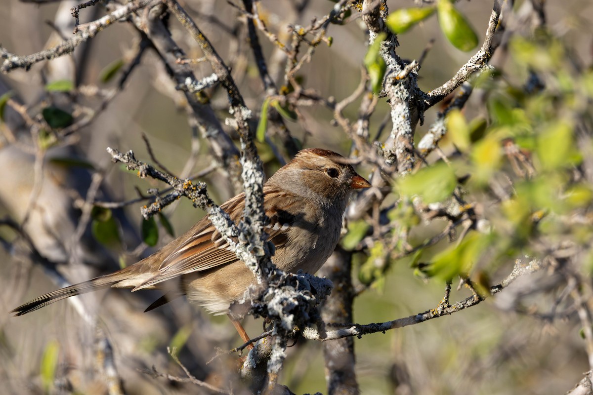 White-crowned Sparrow - ML645918469