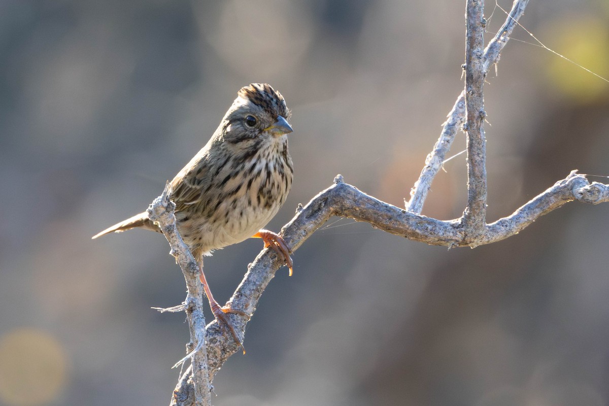 Lincoln's Sparrow - ML645918471