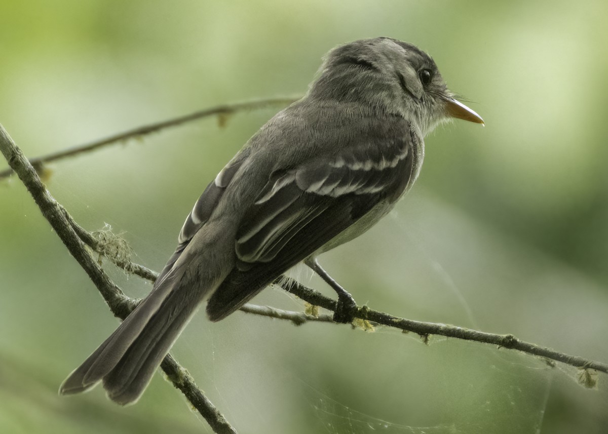 Tumbes Pewee - ML645918474