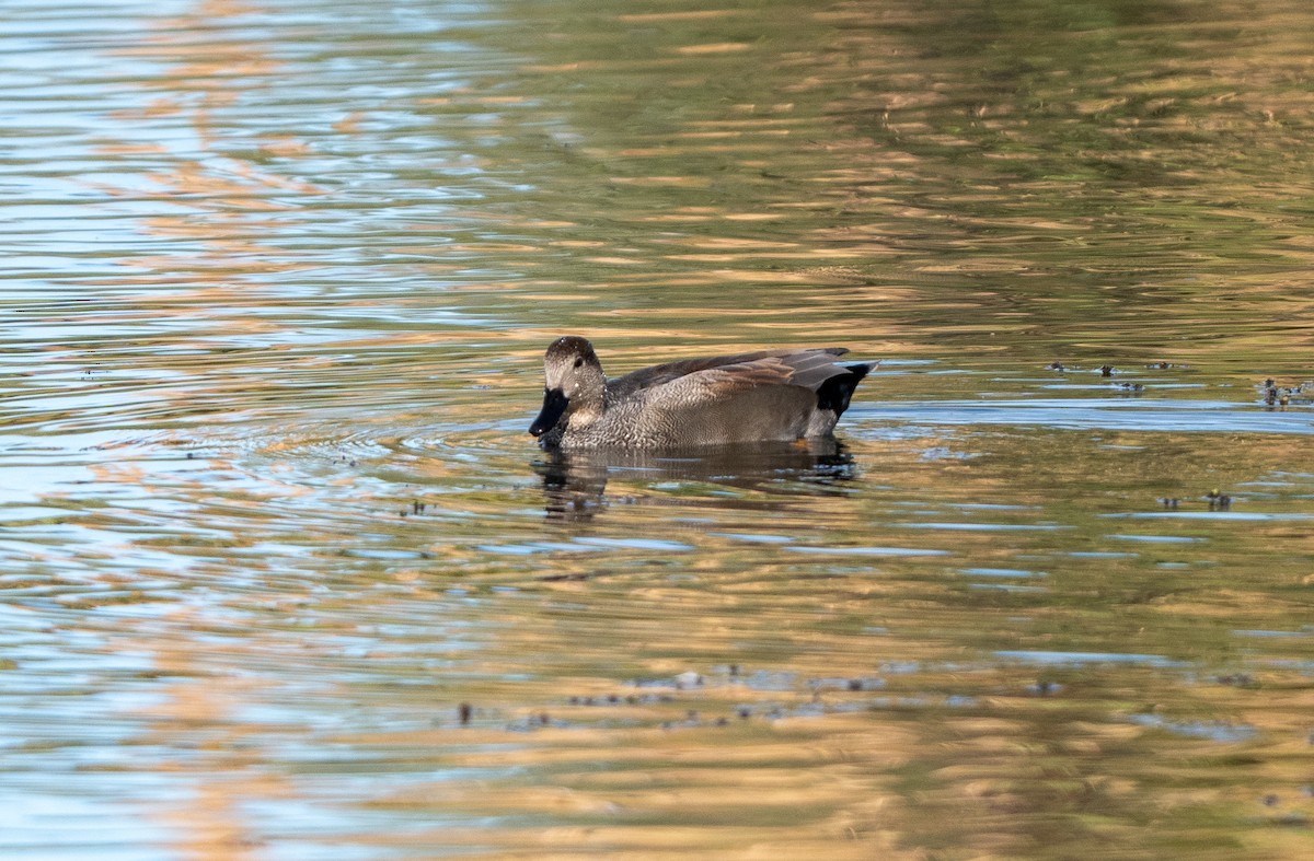 Gadwall - ML645918476
