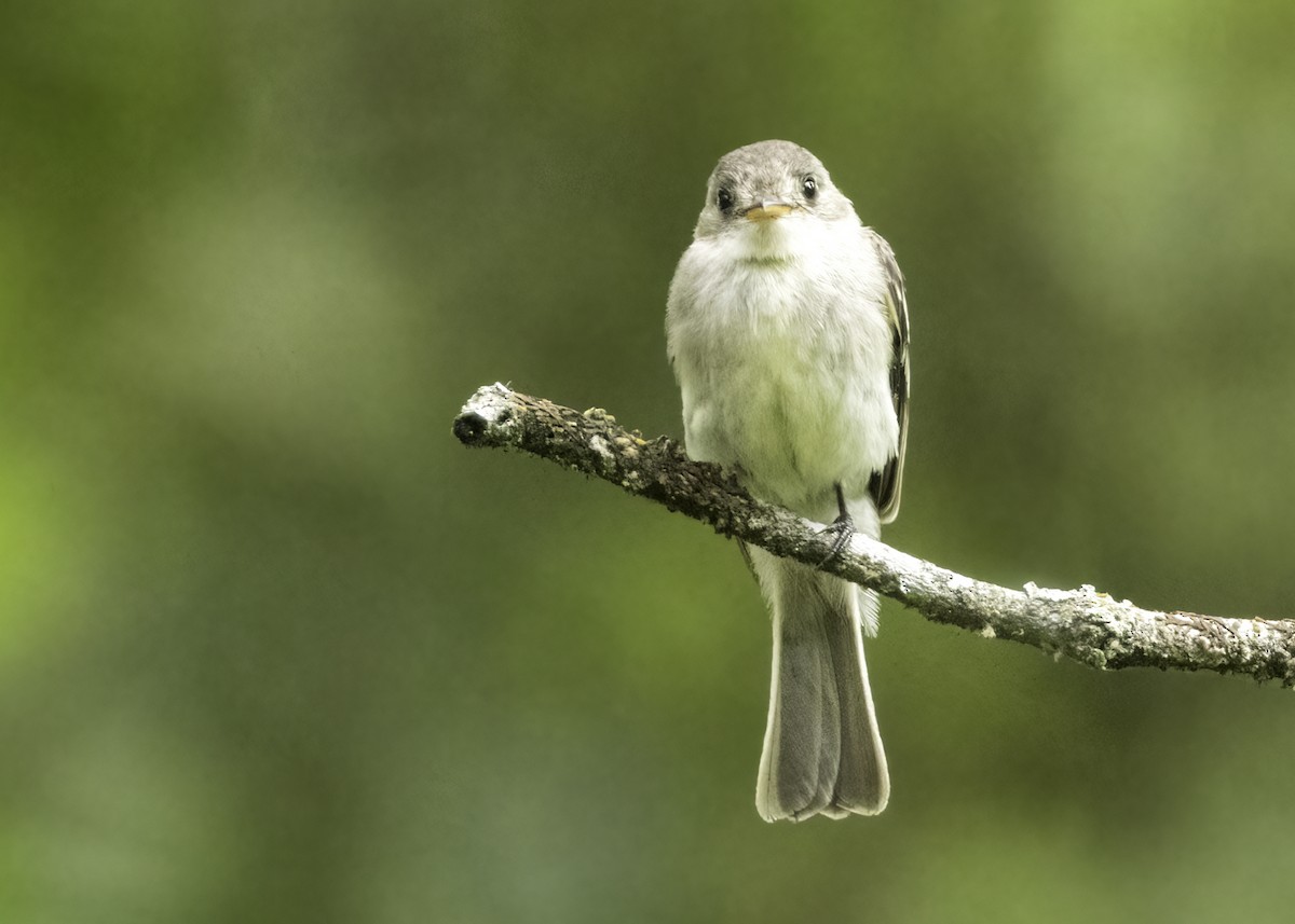 Tumbes Pewee - ML645918477