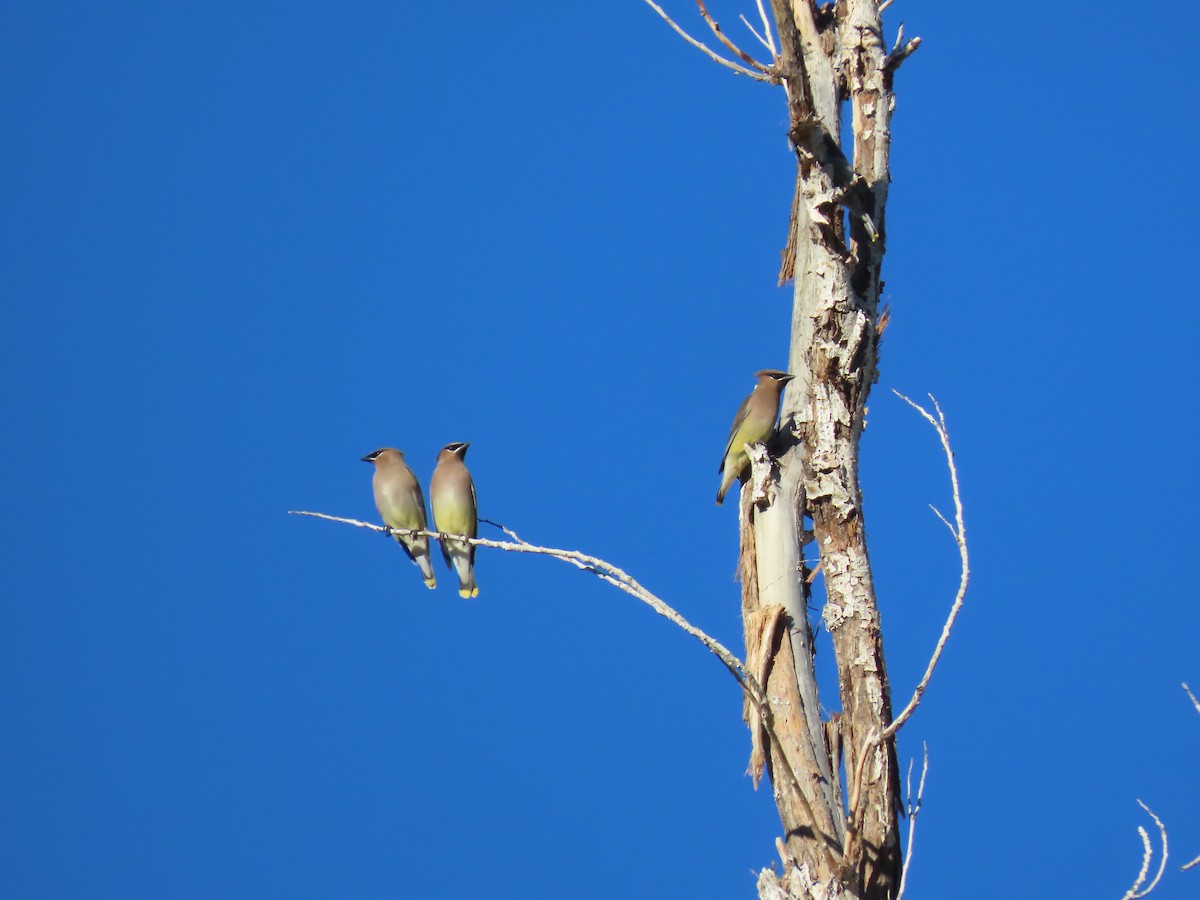 brkoslav americký - ML645918480