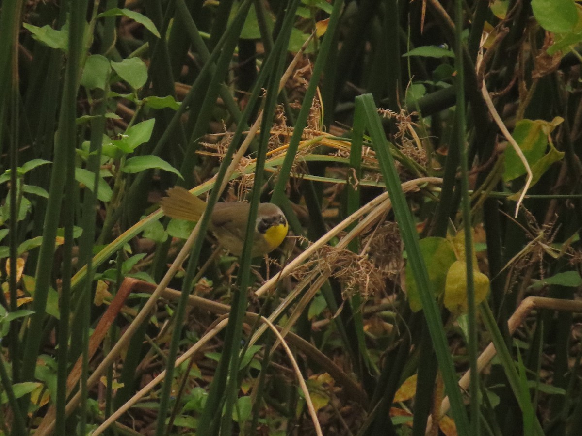 Common Yellowthroat - ML645918482