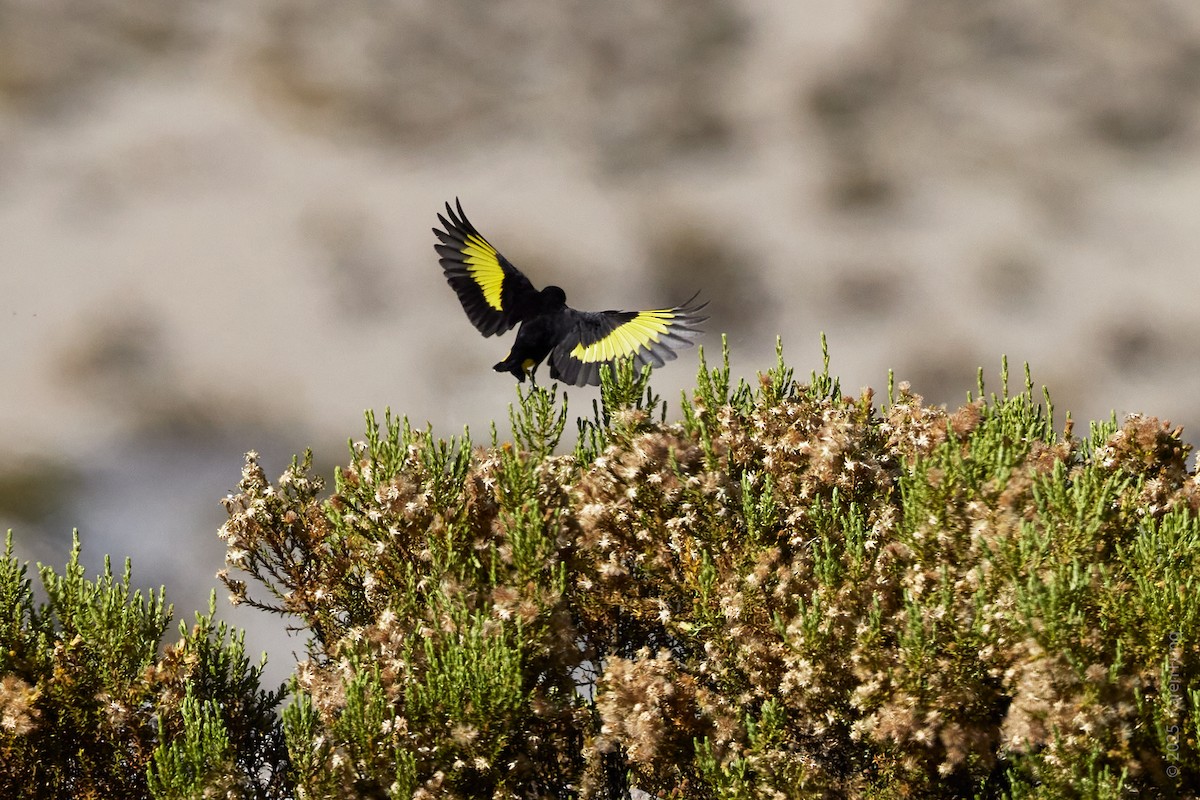 Schwarzzeisig - ML645918483