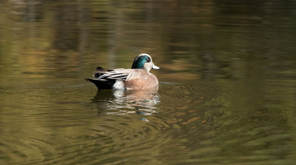 American Wigeon - ML645918484