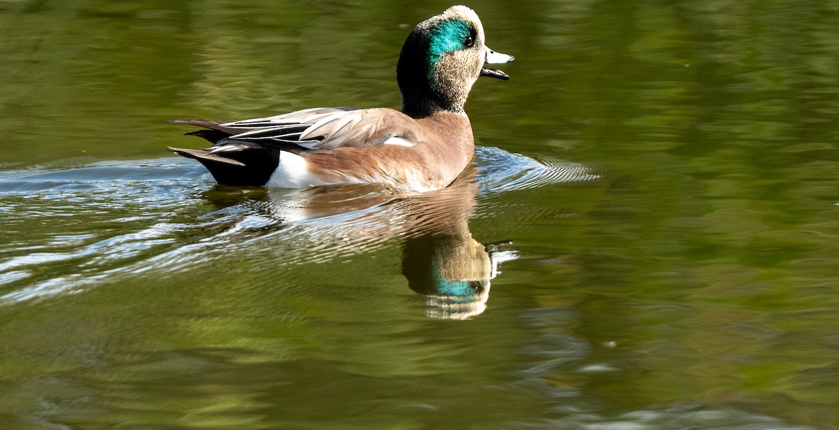 American Wigeon - ML645918485