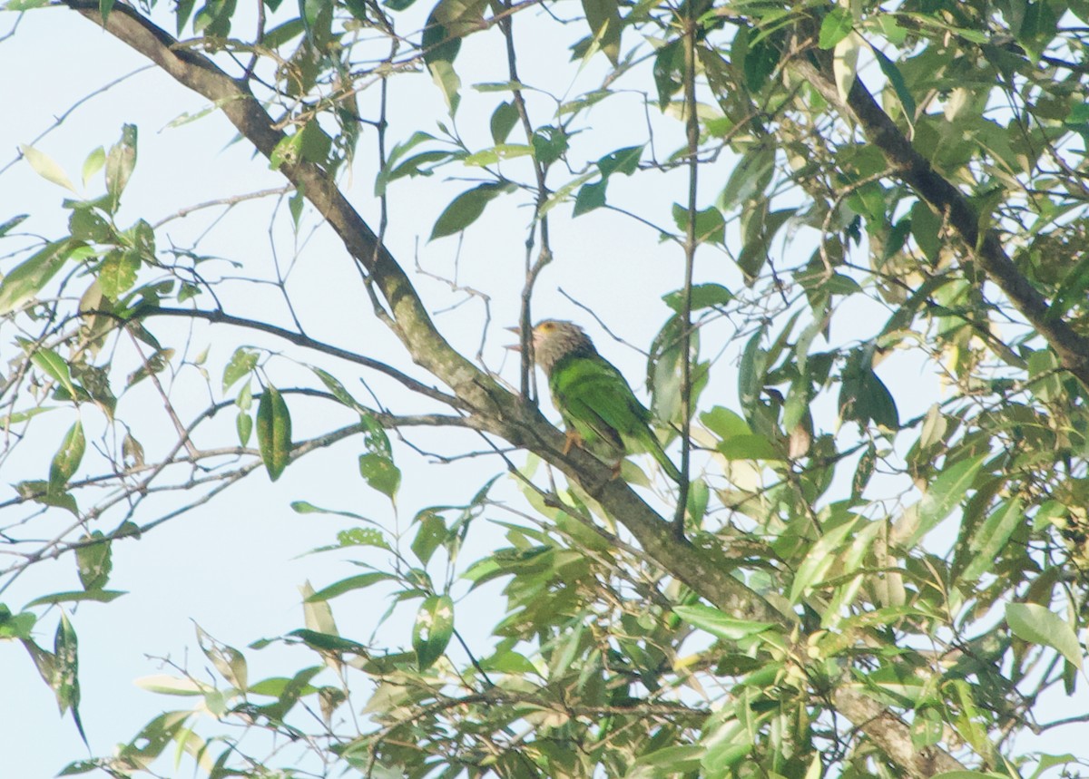 Полосатый бородастик - ML645918486