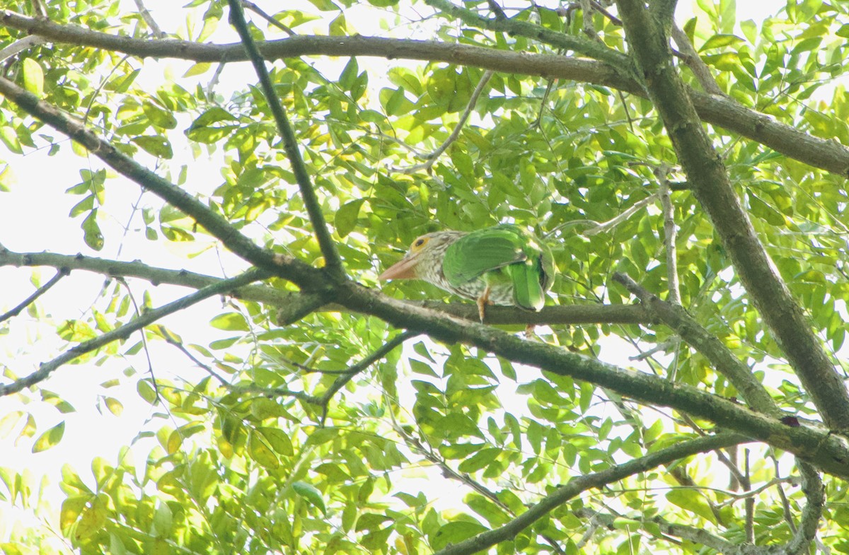 Полосатый бородастик - ML645918487