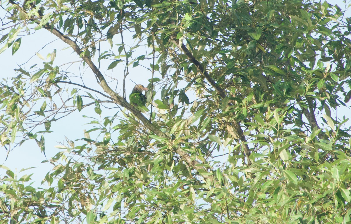 Полосатый бородастик - ML645918489