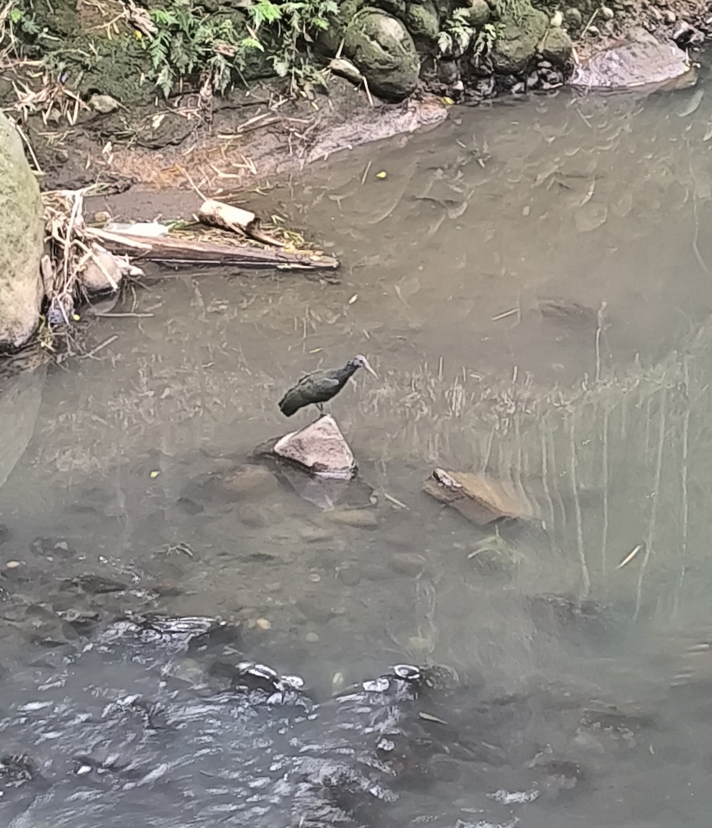 Green Ibis - ML645918490