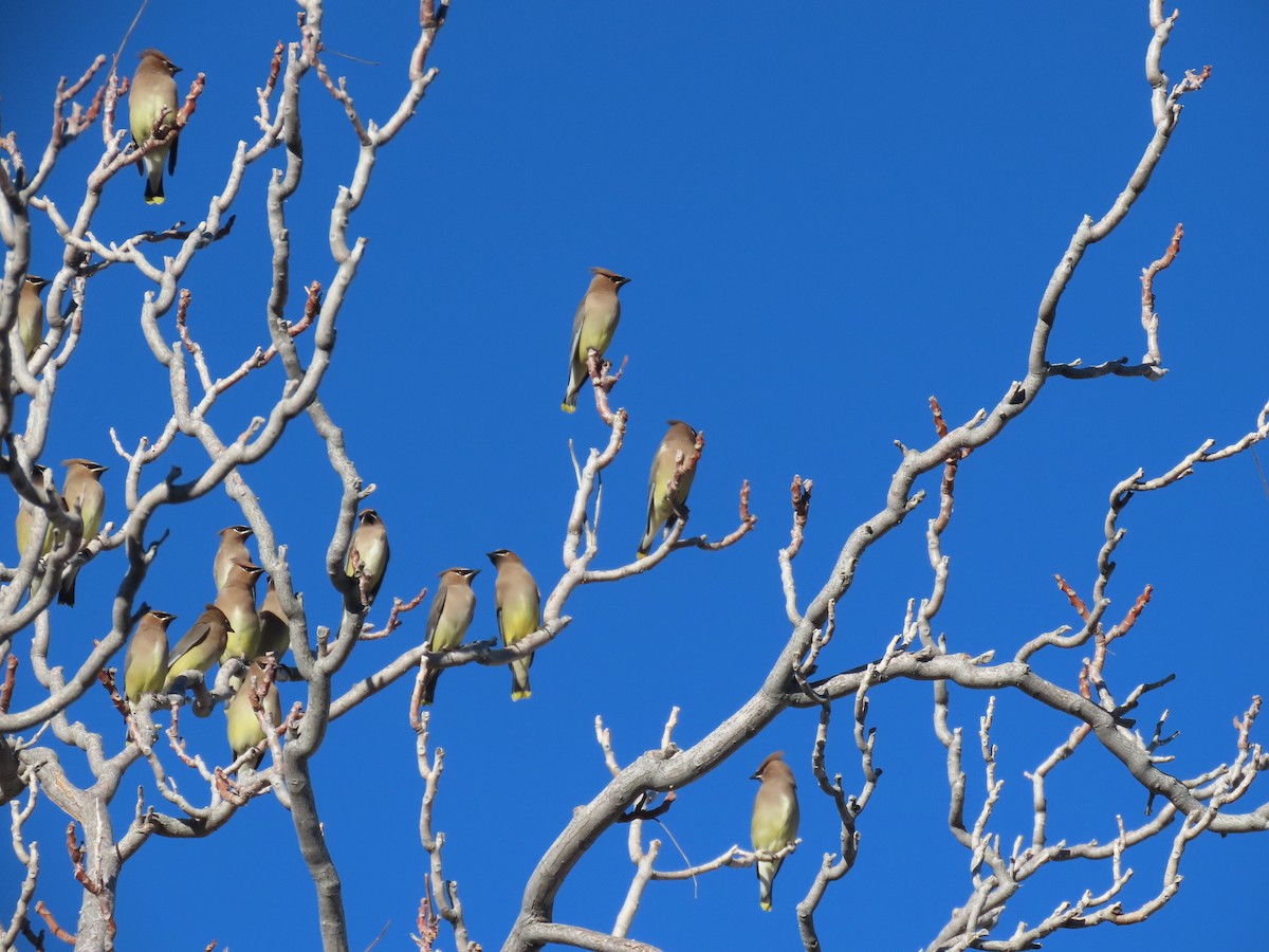 brkoslav americký - ML645918491