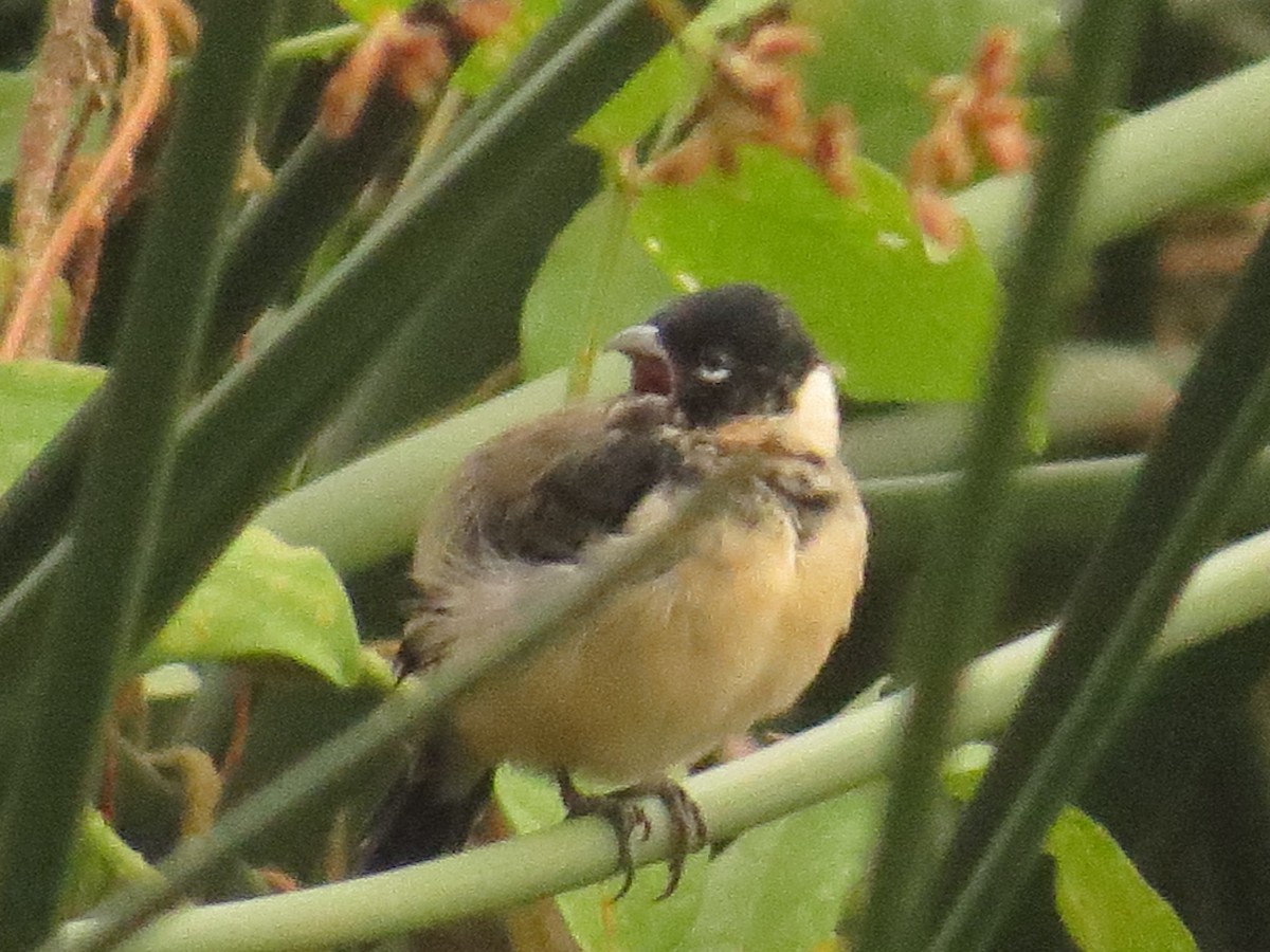 Morelet's Seedeater - ML645918492