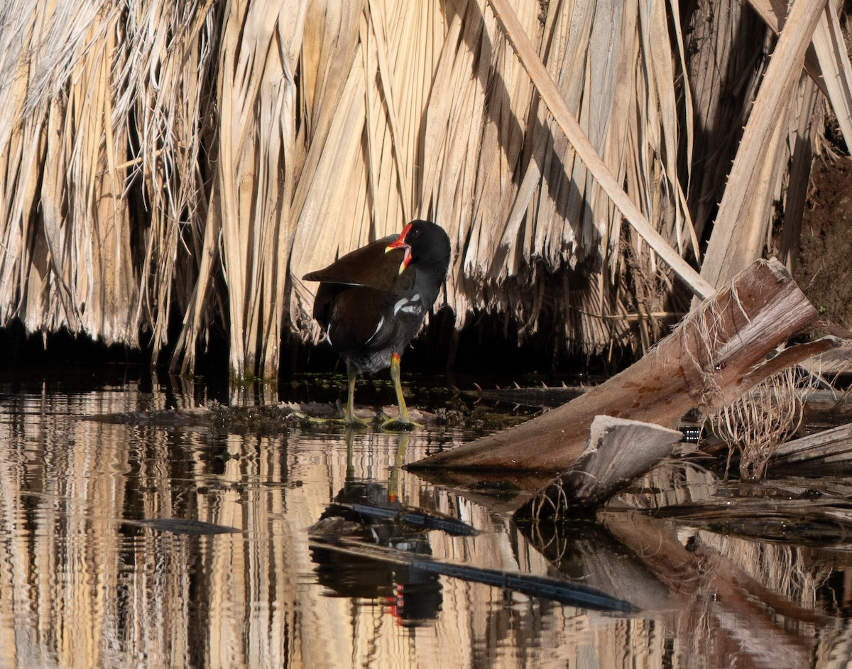 slípka americká - ML645918495