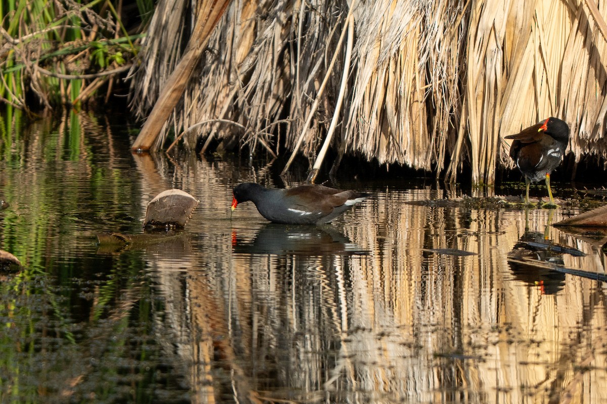 slípka americká - ML645918496