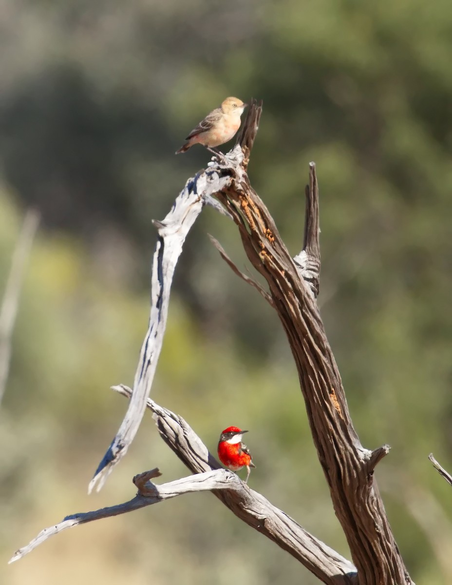Crimson Chat - ML645918498