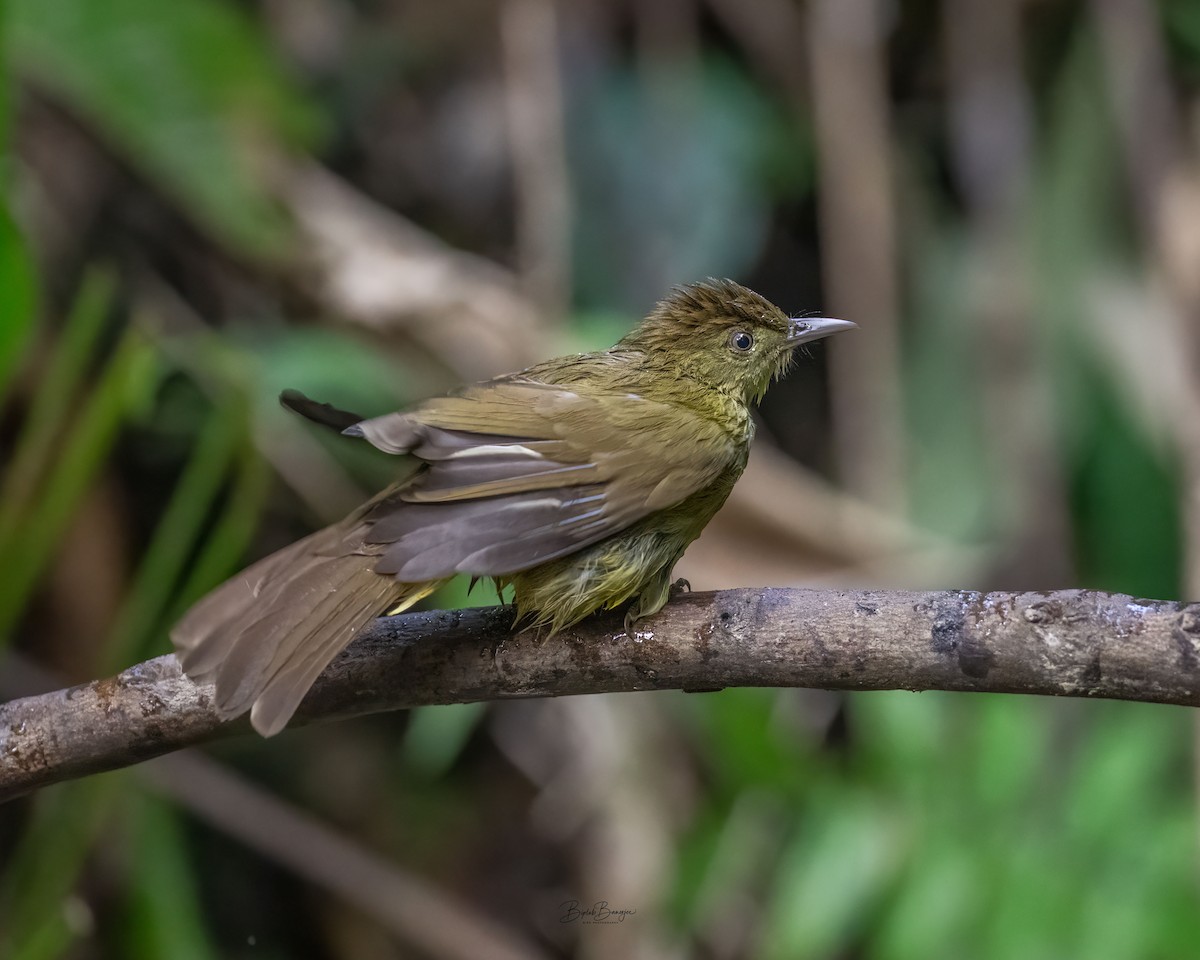 Bulbul de Cachar - ML645918499