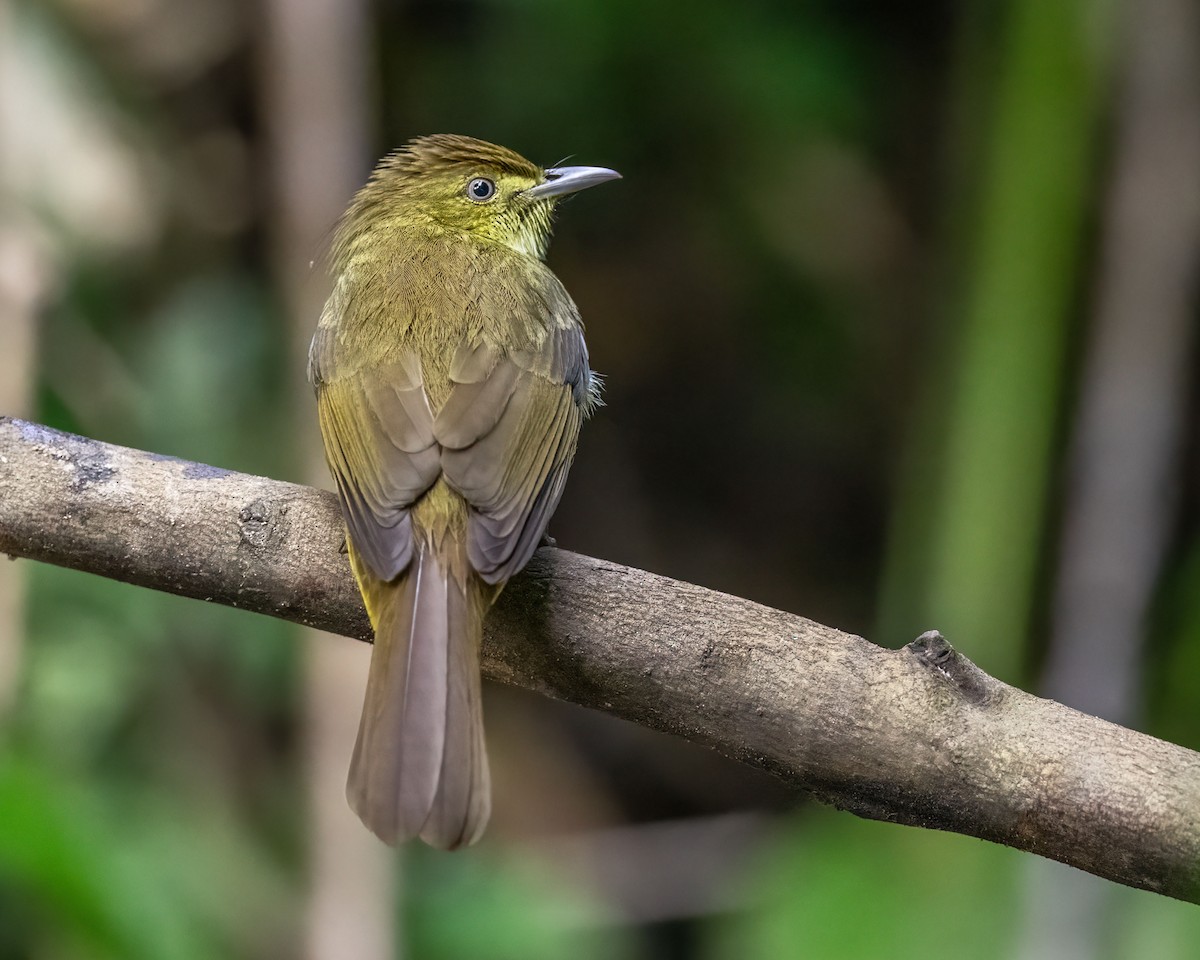 Bulbul de Cachar - ML645918500