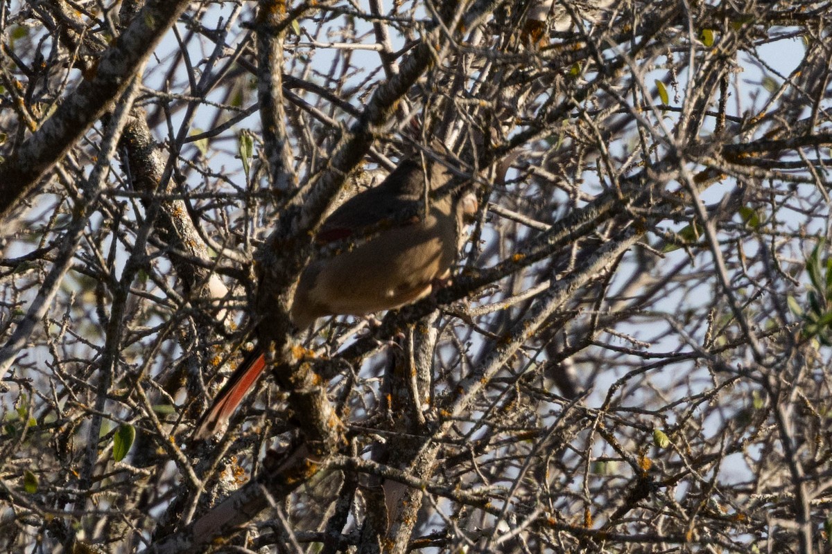 Pyrrhuloxia - ML645918501