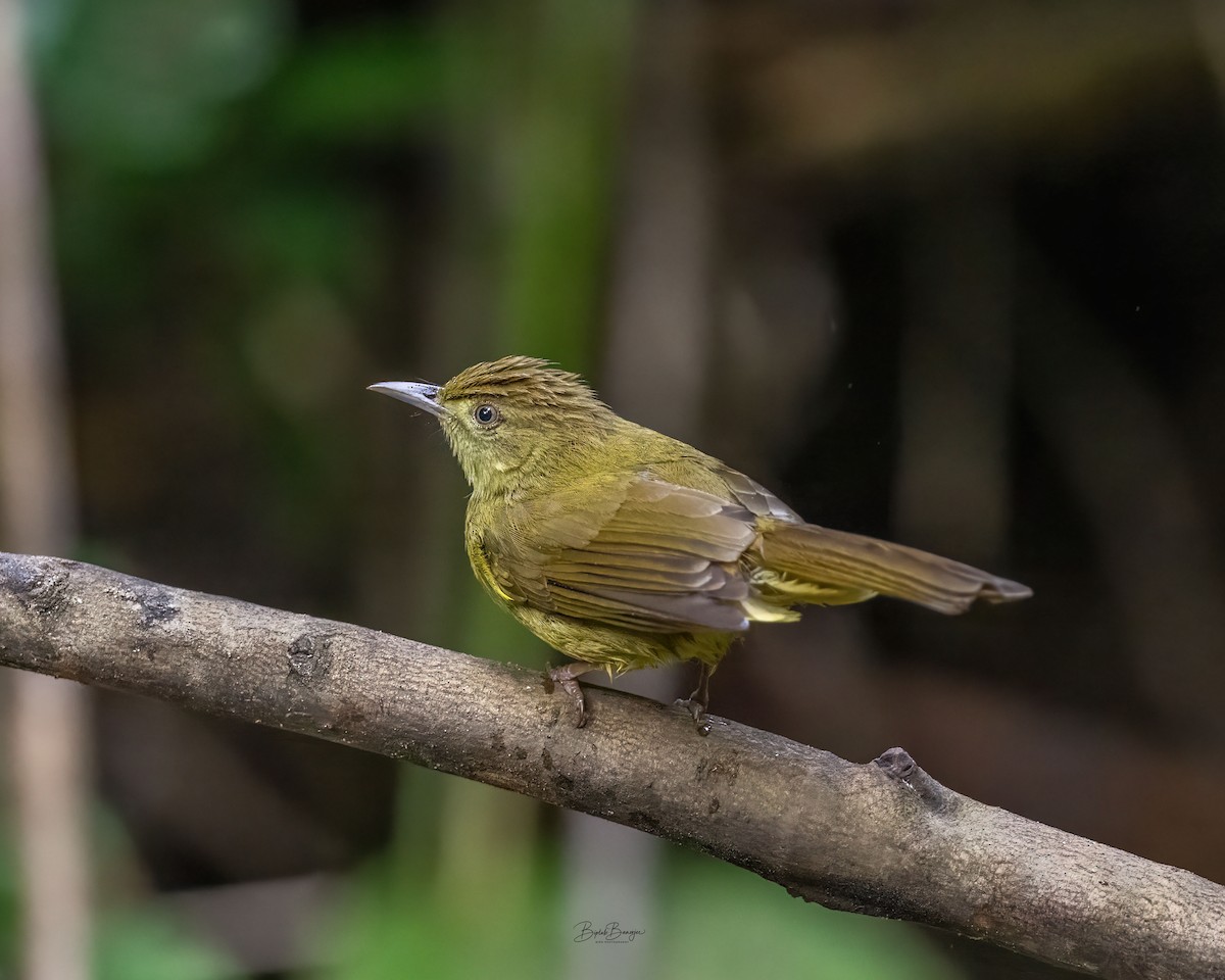Bulbul de Cachar - ML645918502