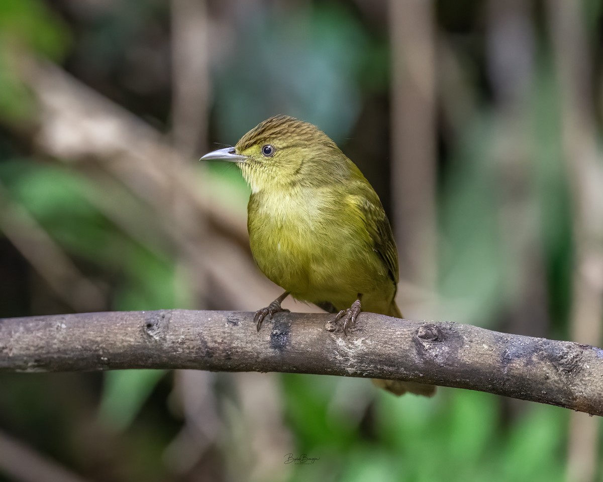 Bulbul de Cachar - ML645918503